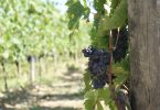 Las uvas de la Toscana